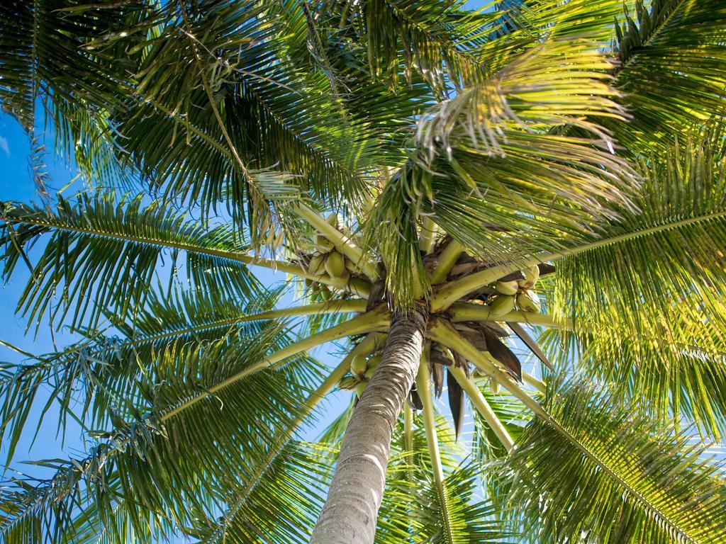 Flowers Of Paradise With Lov Mont-Choisy Exterior photo